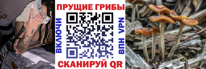где купить   Торопец  Галлюциногенные грибы ЛСД 